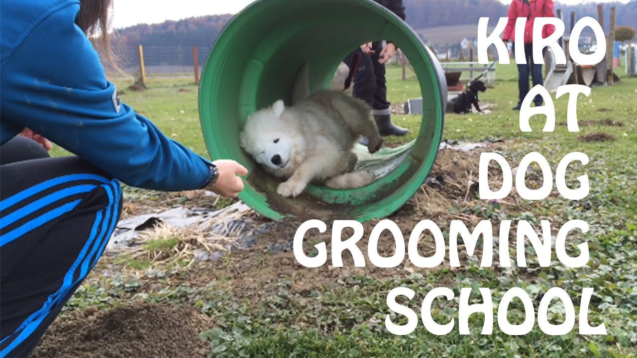 Samoyed at dog grooming school YouTube