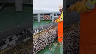 Why Cant You Eat These Barnacles?