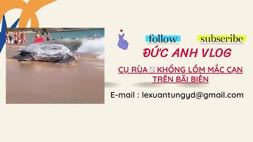 cụ rùa 🐢 khổng lồ , mắc cạn trên bãi biển