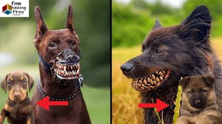 COMPILATION 22 Dog Breed ng TUTA naging MABANGIS NA ASO PAG LAKI | PuppyAdult Transformation