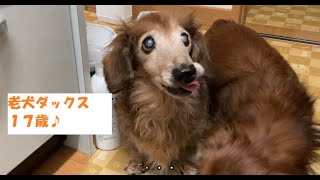 老犬の食べむらが出てから２カ月 体重が減ったので病院に行ってきました ミニチュアダックス シニア犬 老犬ダックス Youtube