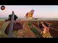 صيد سم ن صلنج وشك ب اسطوري Epic Bird Hunting
