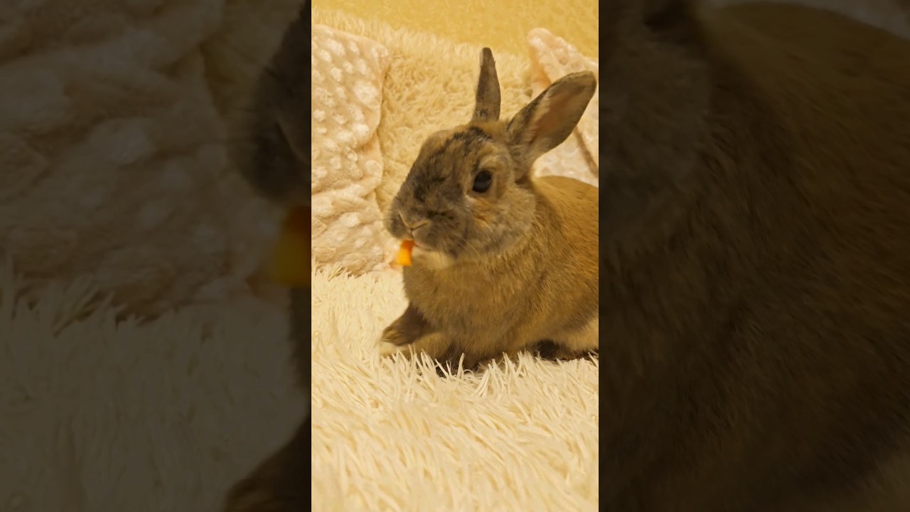 Плюсы декоративного кролика #кролик #уход #декоративныйкролик #животные