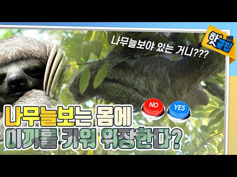 Everything You Need to Know About the World's Slowest Animal, the 'Sloth'~! [#HotClip] / YTN Science