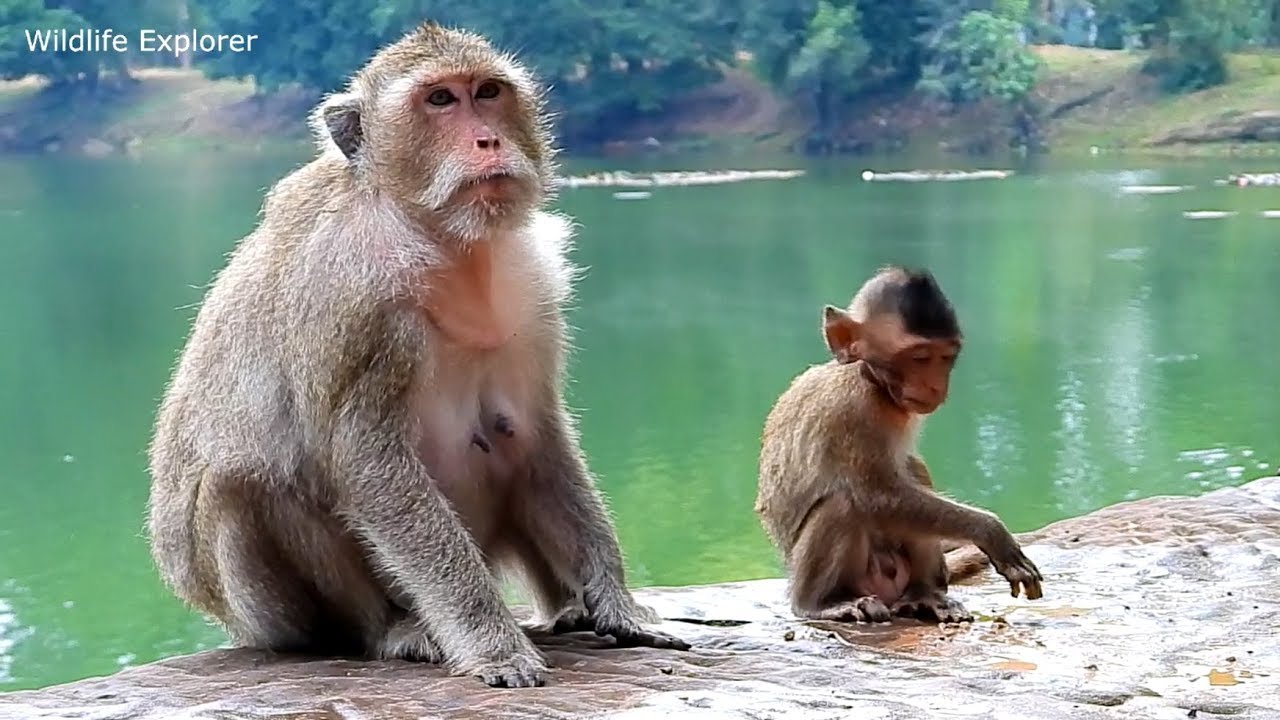 explorer 1 New mom monkey kissing lovely baby / Monkey walking on three legs-Wildlife Explorer