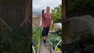 #asmr #harvesttime #satisfying #urbangardening