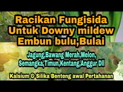 Video: Mengelola Penyakit Downy Mildew Pada Tanaman Bawang: Cara Mengobati Bawang Bombay Dengan Downy Mildew