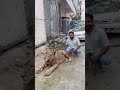 Apna pind✌️ #ytshorts #petlover #lionking #petvlog #animallife #lionking #animals