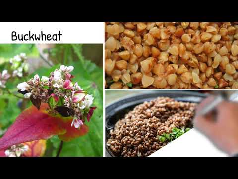 Video: What Buckwheat Is Useful For: Composition, Trace Elements And Vitamins