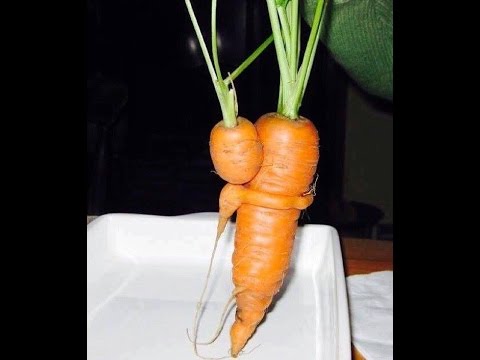 Маленькая Морковка Купить