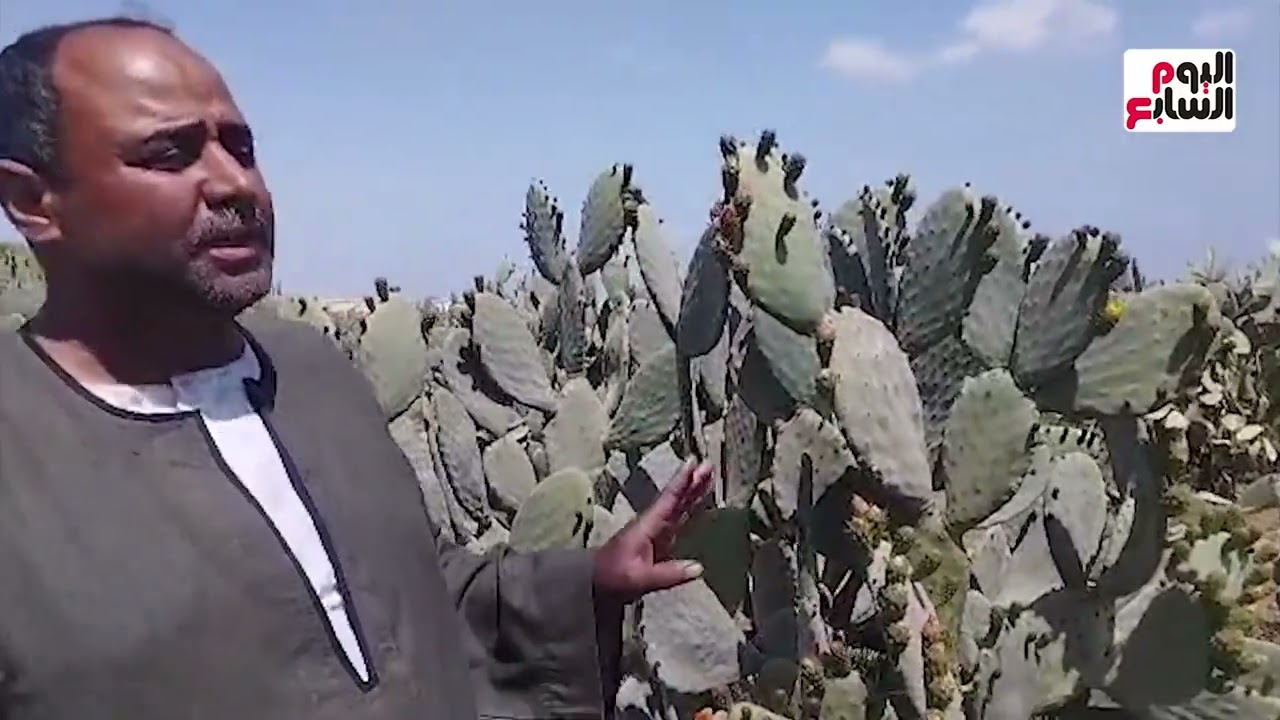 التين الشوكى يحول صحراء المنيا لـ"جنة خضراء".. مزارع: نصدره للدول العربية