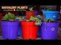 Succulent plant soil mixing and repotting i pabitra garden