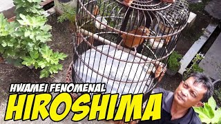 HWAMEI HIROSHIMA #1 : Juara runner up dua kali di Piala Kajari Surakarta.