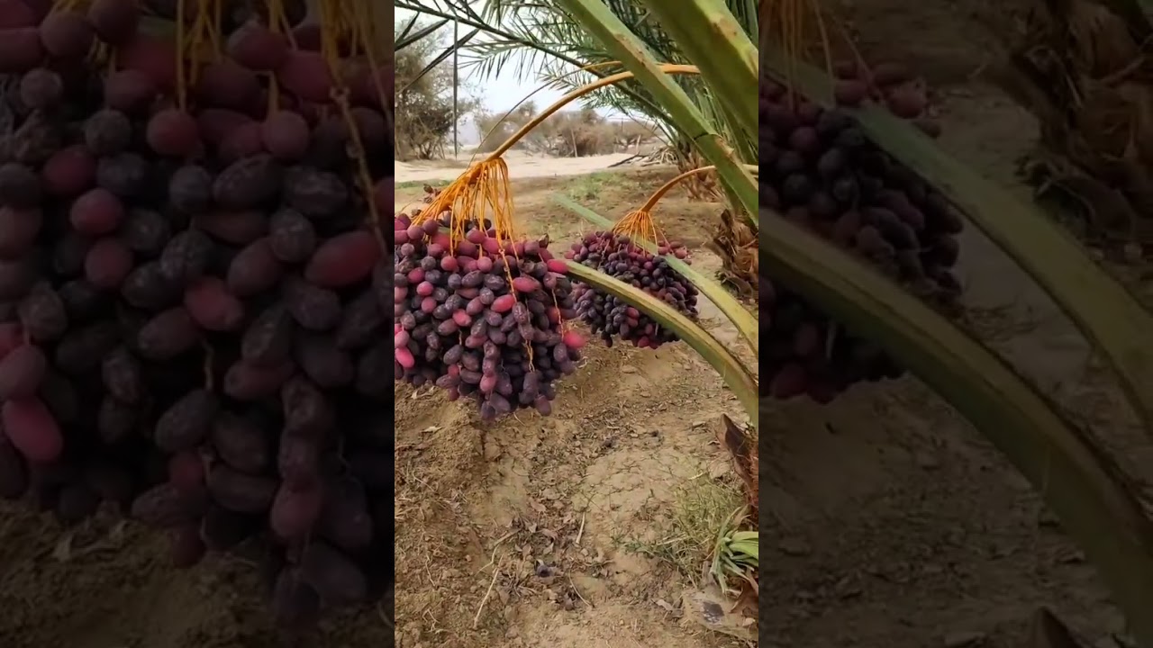 আজওয়া খেজুর সম্পর্কে নবী সাঃ এর হাদিস। #ইসলামিক #ইসলামিক #islamicvideo #mdzahiradil #shorts