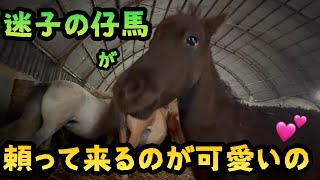 【馬の赤ちゃん】迷子の仔馬が頼ってくるのが可愛いの💕