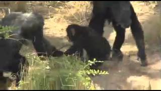 Introduction to Chimp Haven
