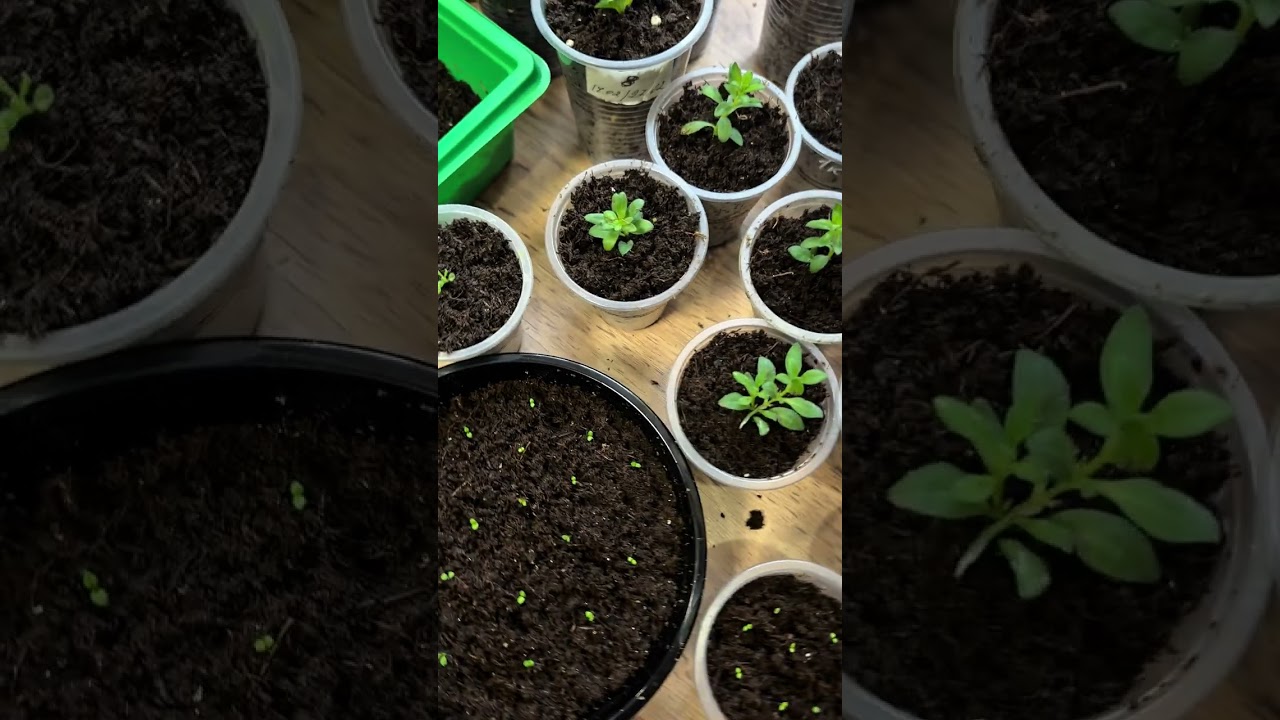 Прошло 10 дней со дня черенкования , смотрю корни и пересаживаю.