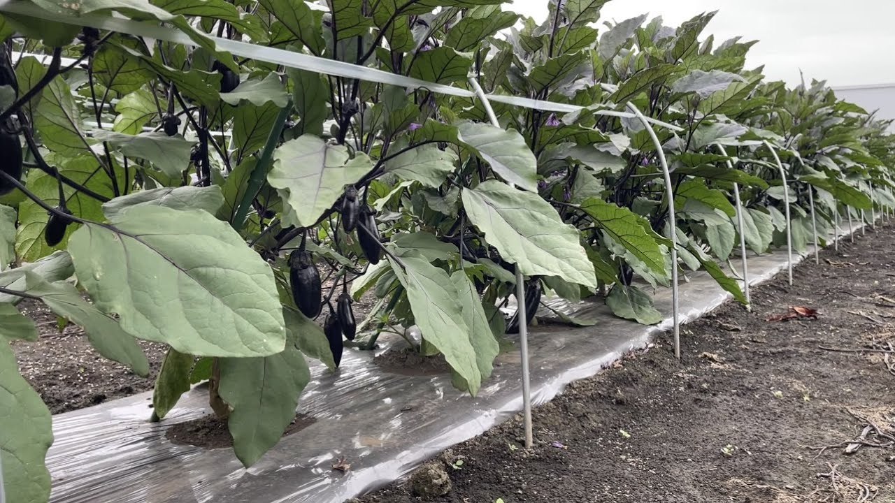 ナスとピーマン栽培・最初の追肥のタイミングが最も大切（追肥のやり方〜オススメの肥料の使い方）