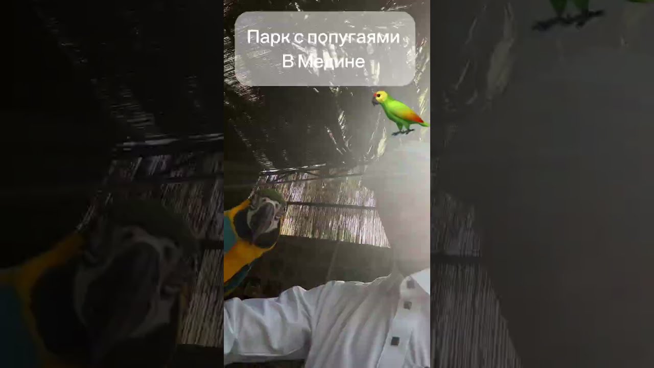 Парк с попугаями в Медине 