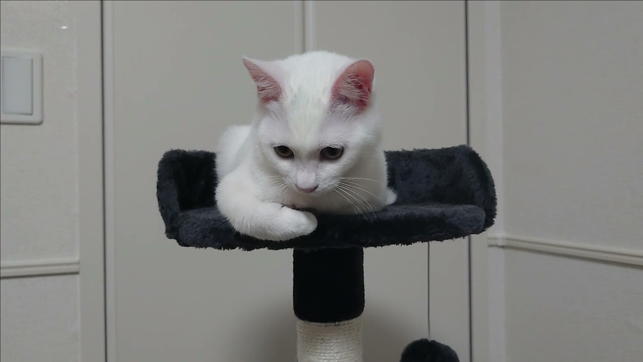 ほのぼの日常 キャットタワーの頂上にふんぞり返る猫がこちらです Youtube