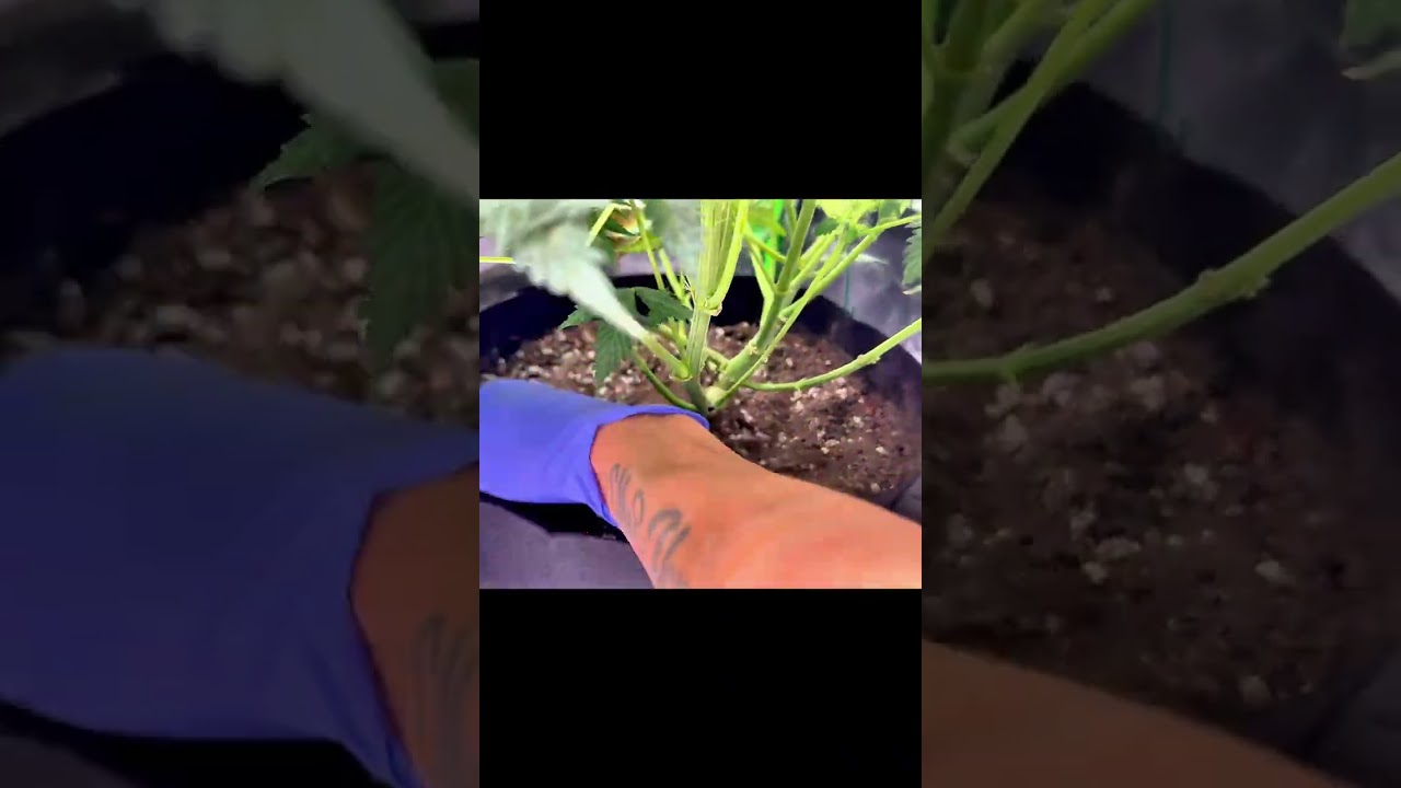 Как удобрять автоцветы 