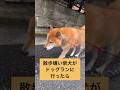 表情が豊か過ぎて可愛過ぎる。#柴犬 #柴犬ロック #柴犬ボブ