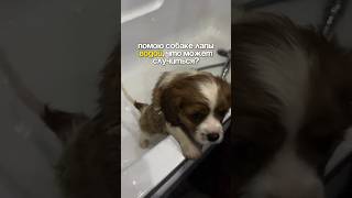 Пенка для лап,удобное и быстрое средство для мытья лап после прогулок WB: 248237382 #wb #rec #собака
