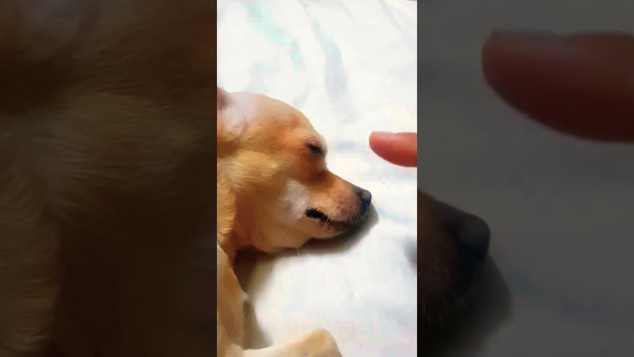 How to Hypnotized Your Dog to sleep | funny dog #hypnosis #paws #dog #viral #funny #wooglobe