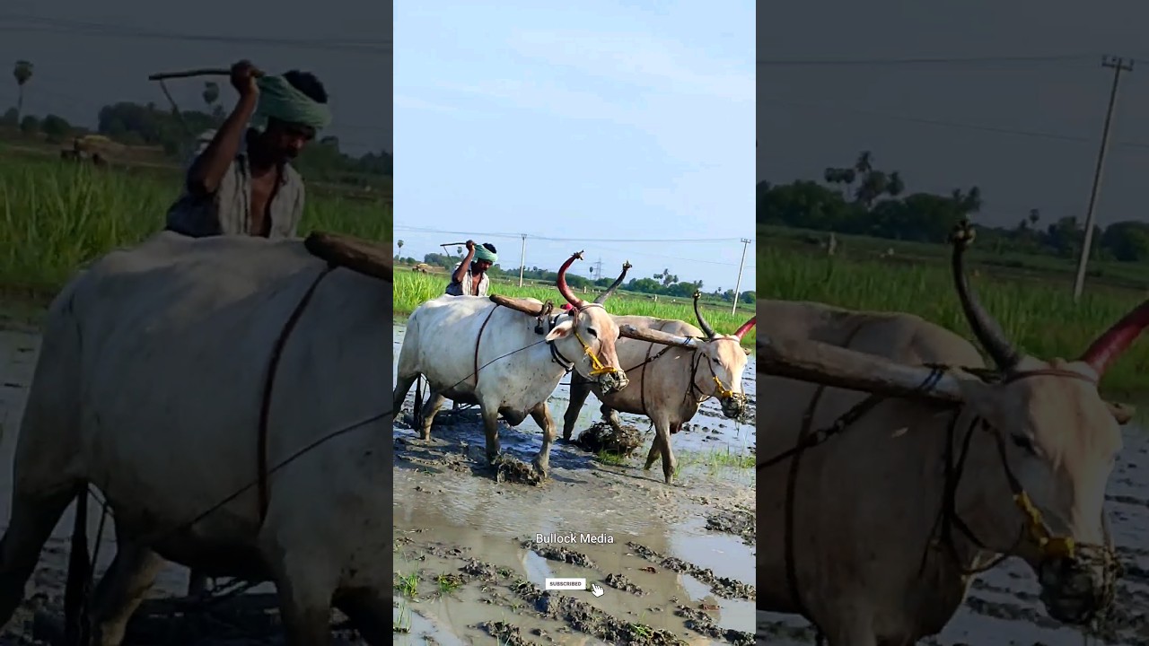 ploughing with bulls by farmer | bull ploughing the field cow ploughing the field ox ploughing field