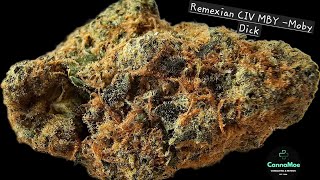 REVIEW - Sorten Bericht 😲🙏 Remexian CIV MBY -Moby Dick mit 24,5% THC #Kanada #unbestrahlt