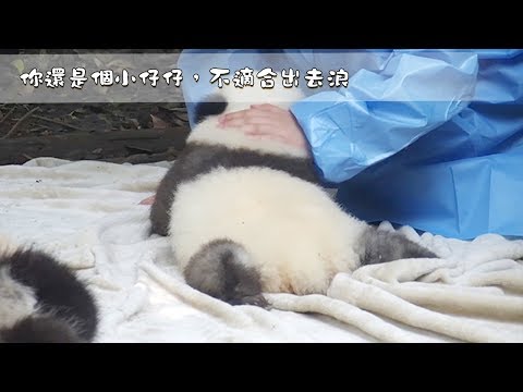 《熊貓早晚安》你還是個小仔仔，不適合出去浪 | iPanda熊貓頻道