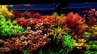 Culori Oferite De Plant Serum