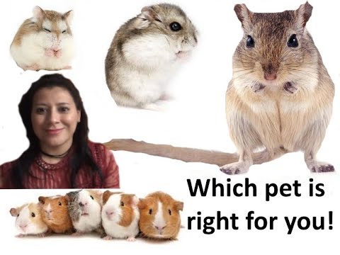 Battle of the Small Pets: Gerbil vs. Hamster - Which is the Best Pet for  You? - ESLBUZZ