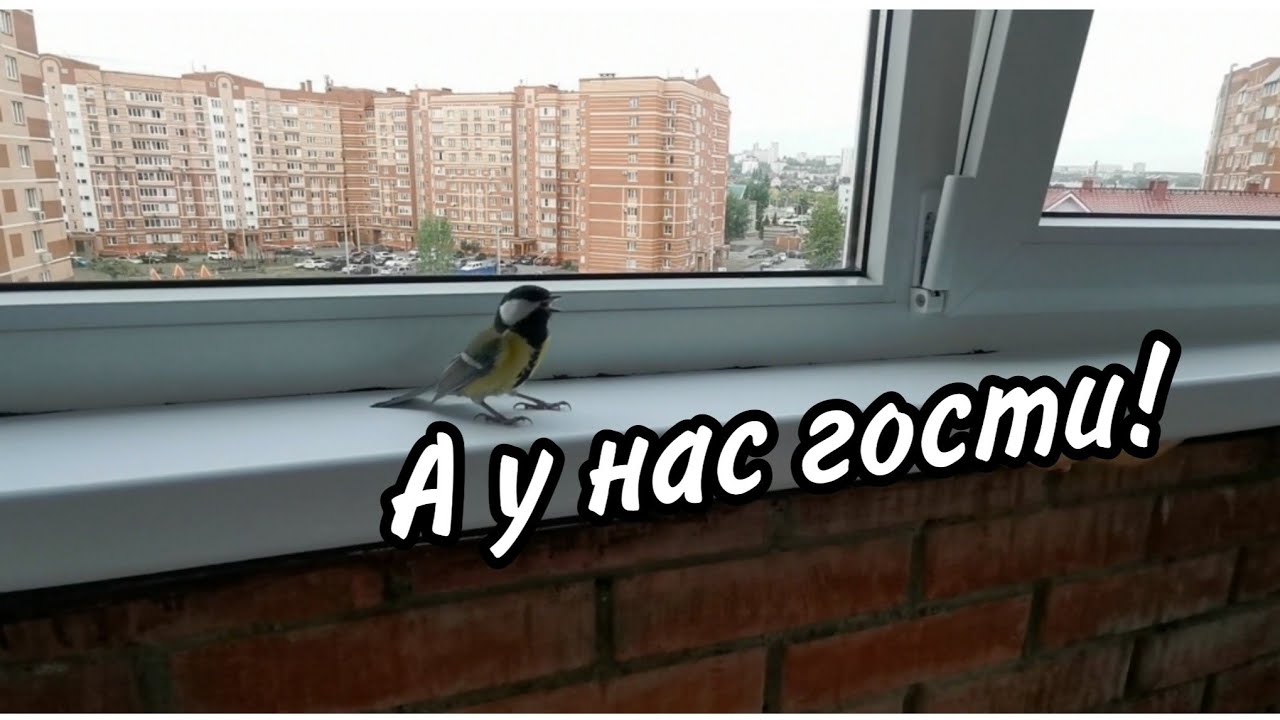 Впервые такое вижу! У нас в гостях ??синички?? - YouTube