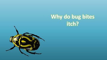 Why do bug bites itch ?
