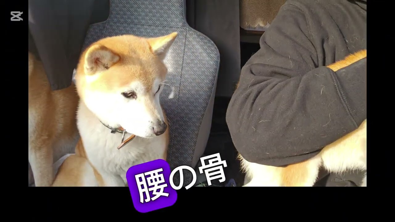 柴犬物語　保護犬の成長　3回目