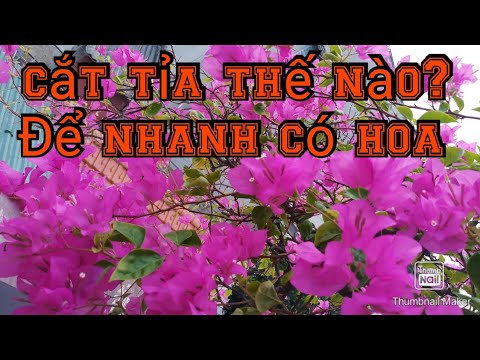 Video: Tỉa Cây Hoa Giấy - Học Cách Tỉa Cây Hoa Giấy