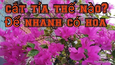 Hướng dẫn cắt tỉa hoa giấy sau khi hết hoa để nhanh có hoa trở lại