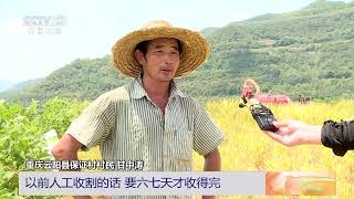 [中国三农报道]重庆：社会化服务助农抢收 高效节本|农业致富经 Agriculture And Farming