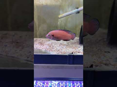 Male Red Juwel Cichlid #Hemichromis lifalili