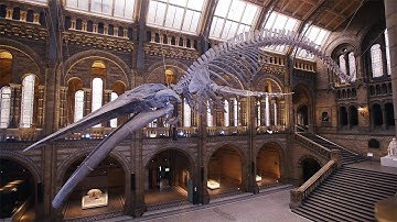 Uncovering a Dinosaur Mystery Hidden for 200 Million Years (4K Documentary)