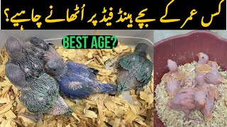 Best Age For Handfeeding RINGNECK,ALEXANDRINE Parrot Chicks! | CHICKS SEASON | TIPS & Info By RDA screenshot 5