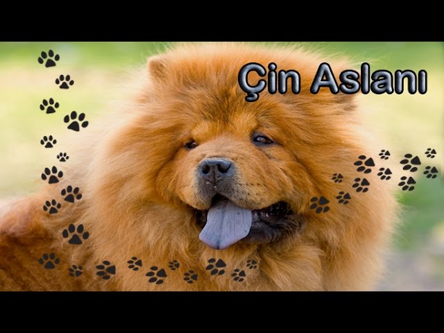 Sevimli Chow Chow Cin Aslani Kopek Irki Youtube