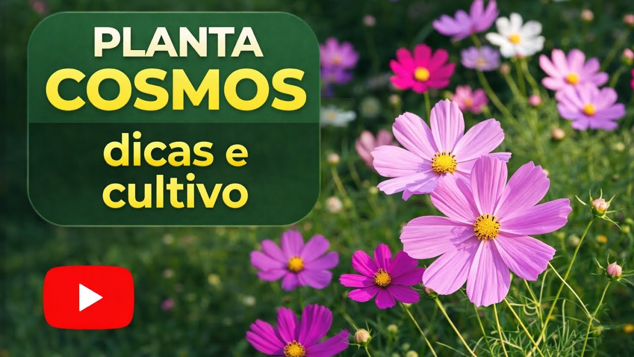 Cosmos: beleza, simplicidade e zero complicação. #cosmos #flores #plantas 