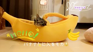 バナナベッドで至福の時を過ごす猫