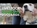 Great Pyrenees Livestock Guardian Dogs and Fencing for a new Homestead With Animals Great Pyrenees Livestock Guardian Dogs and Fencing for a new Homestead With Animals
