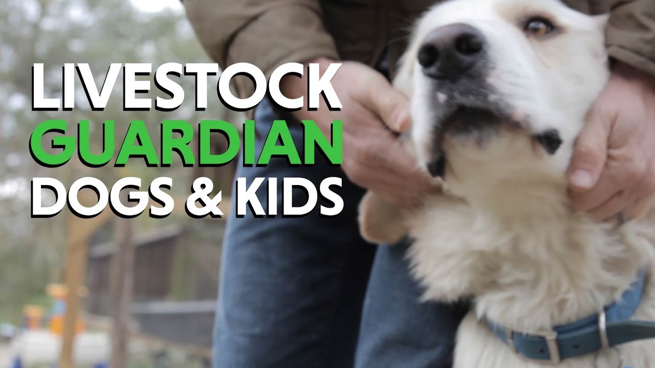 Great Pyrenees Livestock Guardian Dogs and Fencing for a new Homestead