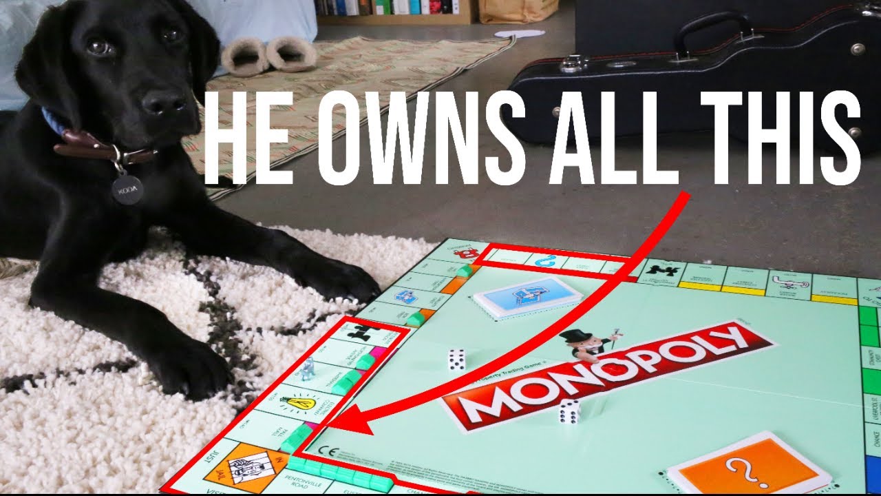 I Taught My Labrador Dog To Play Monopoly - Golden Labrador Retriever ...