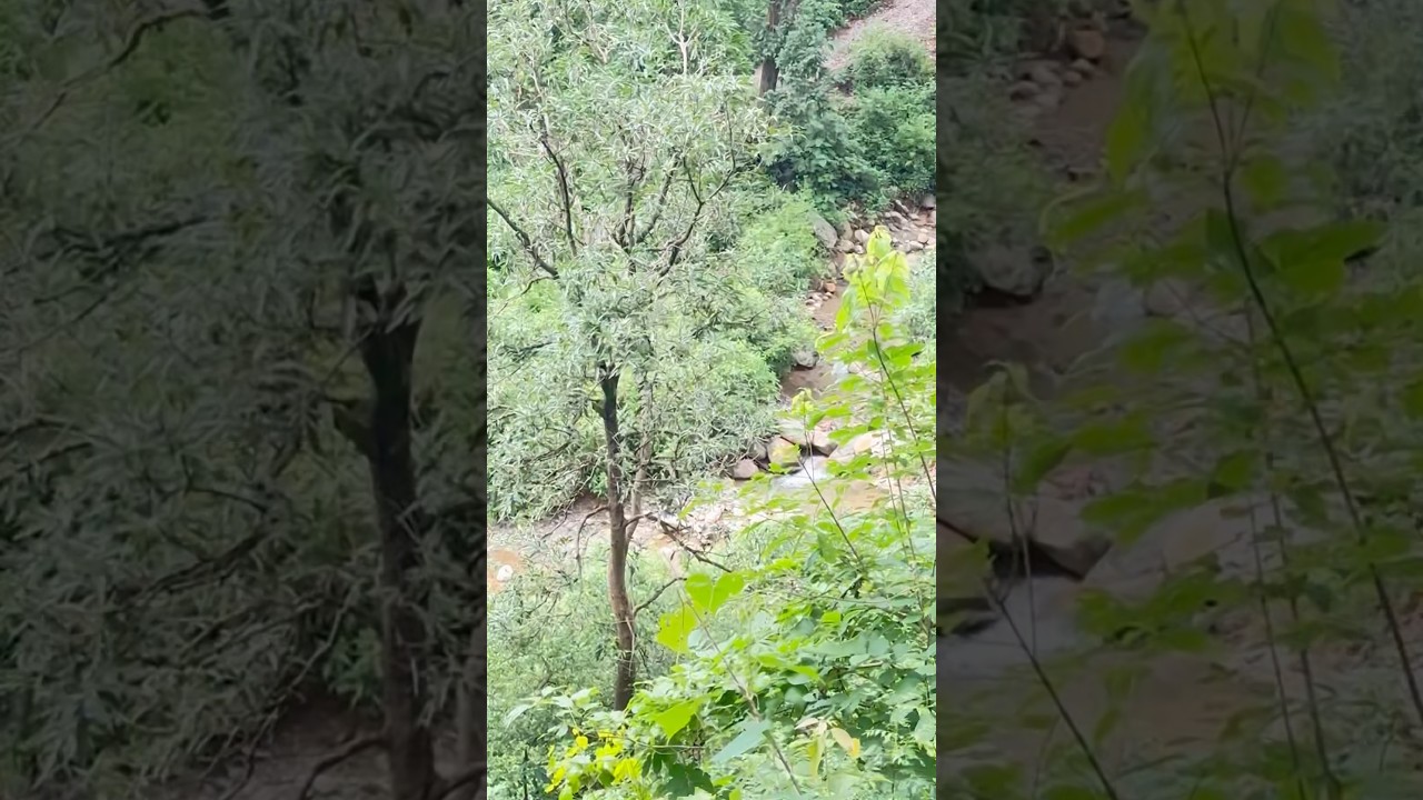 Welcome To Forest Survey of Mandwala😍😍