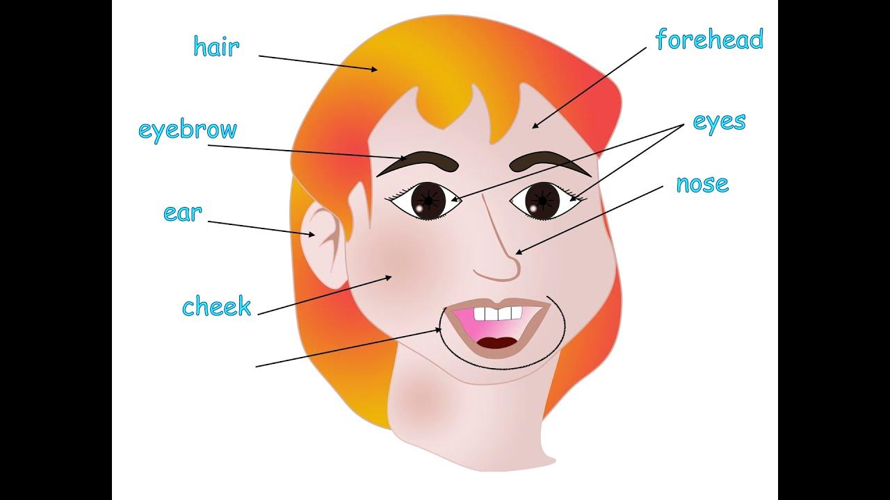 Les Partie Du Visage En Anglais Anglais: le vocabulaire du visage - YouTube